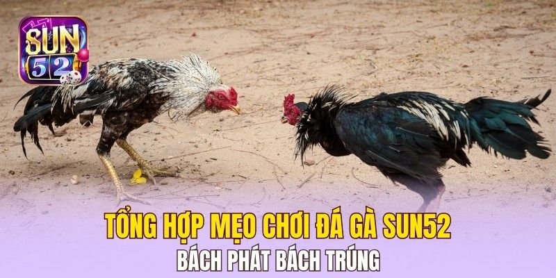 Tổng hợp mẹo chơi đá gà Sun52 bách phát bách trúng