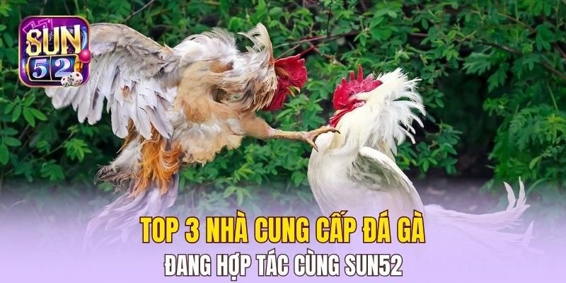 Top 3 nhà cung cấp đá gà đang hợp tác cùng Sun52